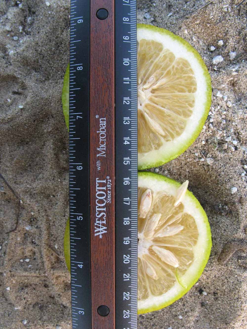              Fruit cross-section (Winter Haven, FL)       